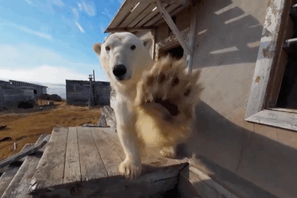 Les ours polaires trouvent refuge dans une station arctique abandonnée Les ours polaires trouvent refuge dans une station arctique abandonnée video poster