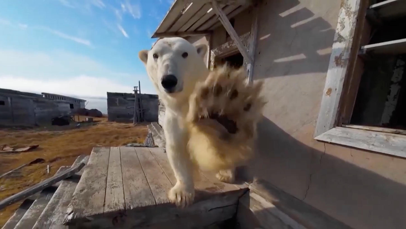 Les ours polaires trouvent refuge dans une station arctique abandonnée video poster
