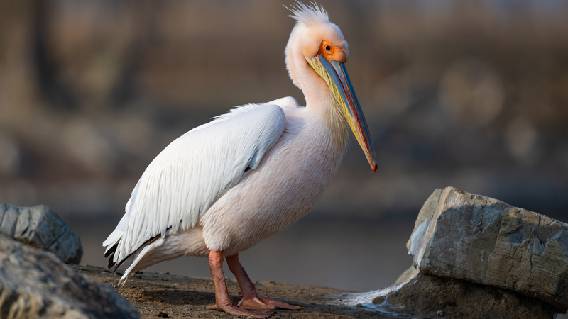 La Chine continentale lance une campagne de 3 ans pour protéger les oiseaux La Chine continentale lance une campagne de 3 ans pour protéger les oiseaux