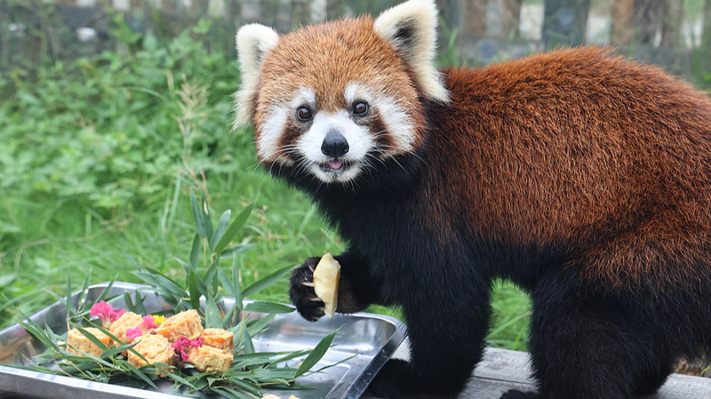 Le zoo de Nantong célèbre la mi-automne avec des mooncakes spéciaux pour les animaux Le zoo de Nantong célèbre la mi-automne avec des mooncakes spéciaux pour les animaux