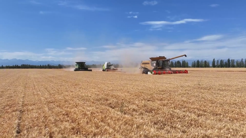 Le village de Xinjiang récolte la prospérité des champs de blé video poster