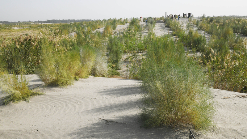 Ceinture verte de 3 046 km au Xinjiang : Une percée contre la désertification Ceinture verte de 3 046 km au Xinjiang : Une percée contre la désertification