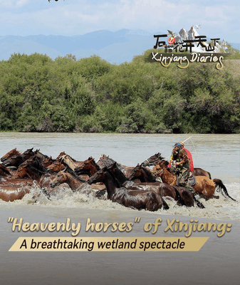 Chevaux célestes se baignant dans la rivière : la merveille des zones humides de Zhaosu Chevaux célestes se baignant dans la rivière : la merveille des zones humides de Zhaosu video poster