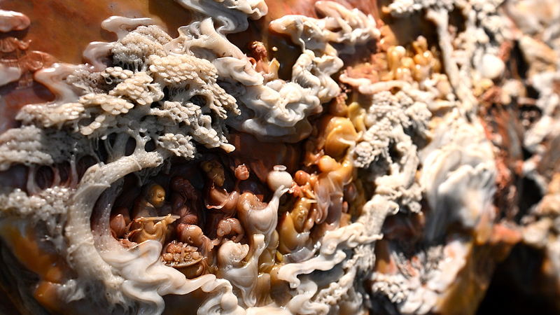 50 ans d'art en pierre de Shoushan : l'héritage du maître Chen Yijing