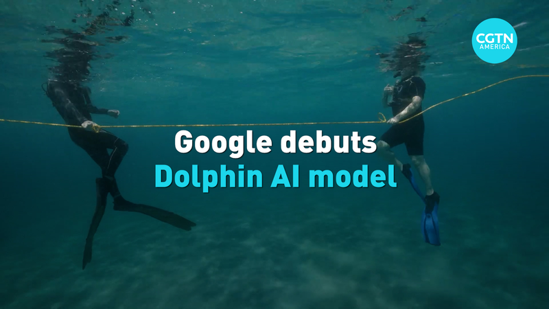 Google dévoile DolphinGemma AI pour décoder les sons des dauphins Google dévoile DolphinGemma AI pour décoder les sons des dauphins video poster