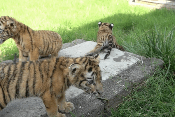 Des oursons adorables de tigre et de lion feront leurs débuts au zoo de Henan Des oursons adorables de tigre et de lion feront leurs débuts au zoo de Henan video poster
