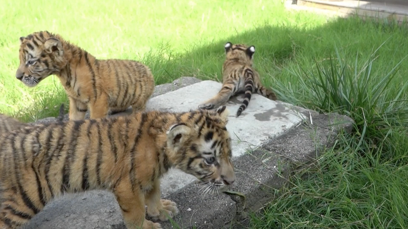 Des oursons adorables de tigre et de lion feront leurs débuts au zoo de Henan video poster