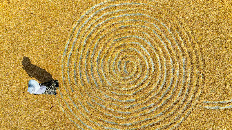 Or d’Automne : la récolte de maïs balaie le continent chinois Or d'Automne : la récolte de maïs balaie le continent chinois