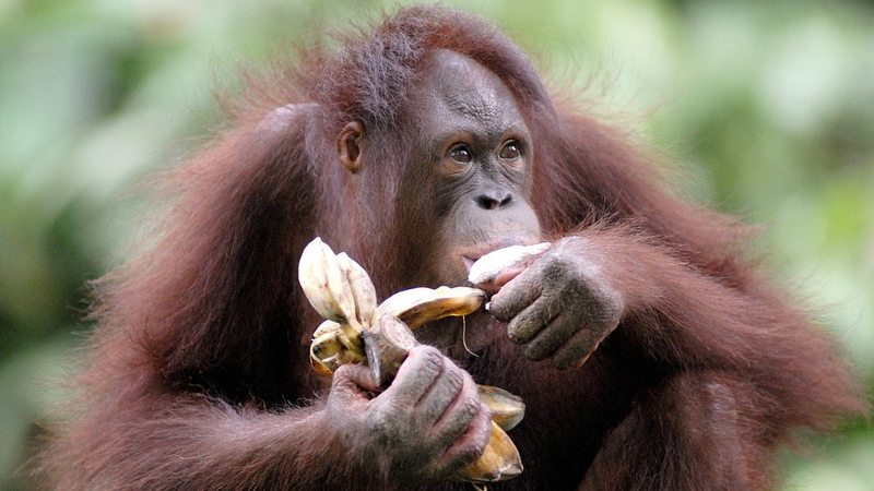 La boisson quotidienne des chimpanzés sauvages : la théorie du singe ivre prend vie La boisson quotidienne des chimpanzés sauvages : la théorie du singe ivre prend vie