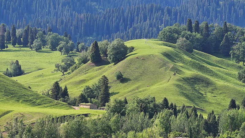Voyage à travers l'ancien royaume Wusun sur la prairie de Nalati video poster