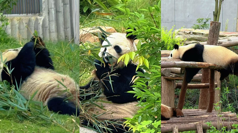 Explorez les grands pandas de Chengdu à la base de reproduction de pandas Explorez les grands pandas de Chengdu à la base de reproduction de pandas video poster