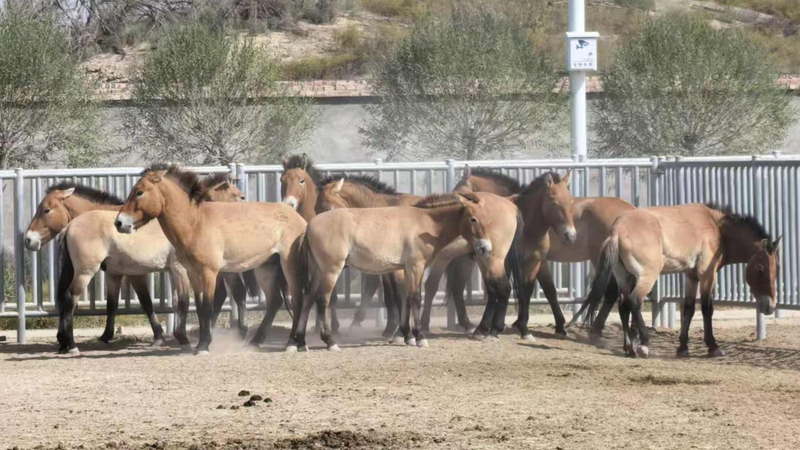 28 chevaux de Przewalski entament une randonnée de 1 000 km vers la réserve de Dunhuang 28 chevaux de Przewalski entament une randonnée de 1 000 km vers la réserve de Dunhuang