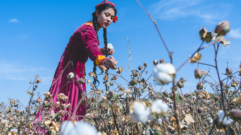 Xinjiang à 70 ans : Démystifier les mythes sur le travail forcé Xinjiang à 70 ans : Démystifier les mythes sur le travail forcé