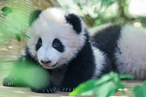 Adorables bébés pandas font leurs débuts à la base de Chengdu Adorables bébés pandas font leurs débuts à la base de Chengdu