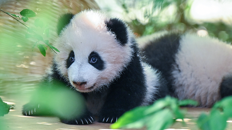 Adorables bébés pandas font leurs débuts à la base de Chengdu