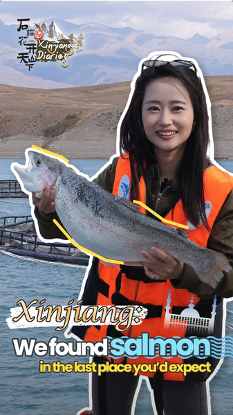 Comment la truite saumonée s’épanouit dans l’aquaculture de montagne du Xinjiang Comment la truite saumonée s'épanouit dans l'aquaculture de montagne du Xinjiang video poster