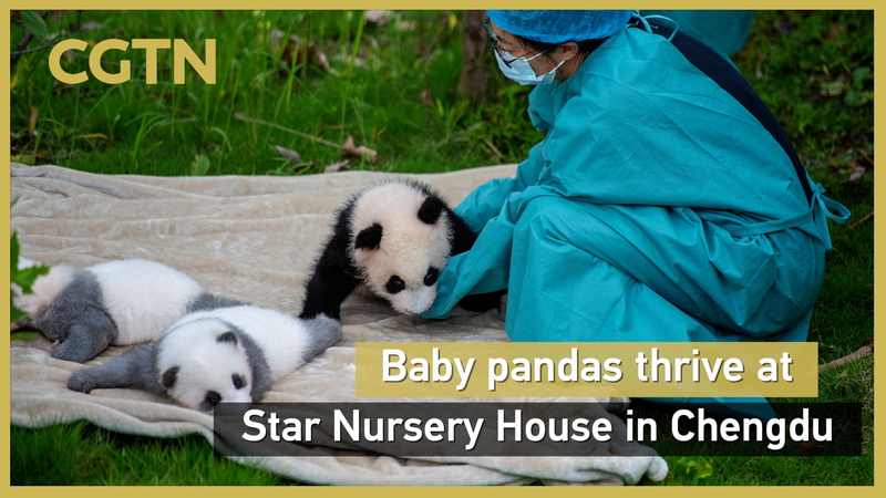 Cheng Shi : Rare Ourson Prospère à la Maison des Étoiles de Chengdu video poster