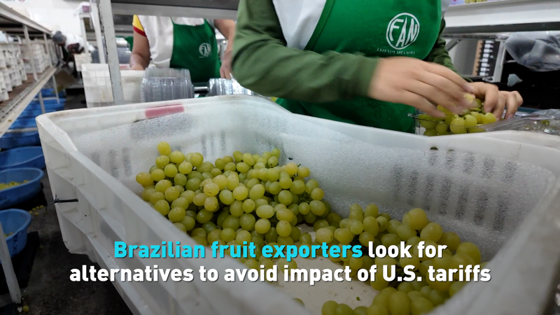 Les producteurs de fruits brésiliens recherchent de nouveaux marchés alors que les tarifs américains mordent Les producteurs de fruits brésiliens recherchent de nouveaux marchés alors que les tarifs américains mordent video poster