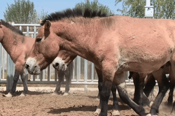 Jalon de renaturalisation : 28 chevaux de Przewalski se dirigent vers Dunhuang Jalon_de_renaturalisation___28_chevaux_de_Przewalski_se_dirigent_vers_Dunhuang video poster