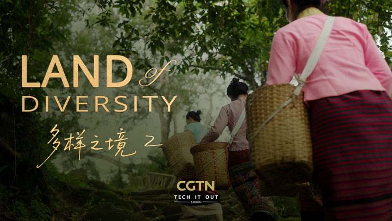 Comment la montagne Jingmai cultive les thés les plus luxueux de la nature video poster