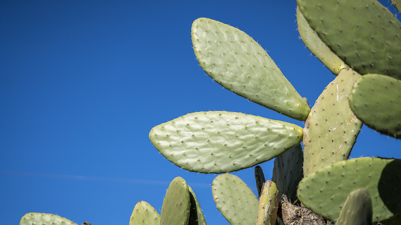 La culture des cactus transforme l’économie rurale de Zhuangzitian La culture des cactus transforme l'économie rurale de Zhuangzitian
