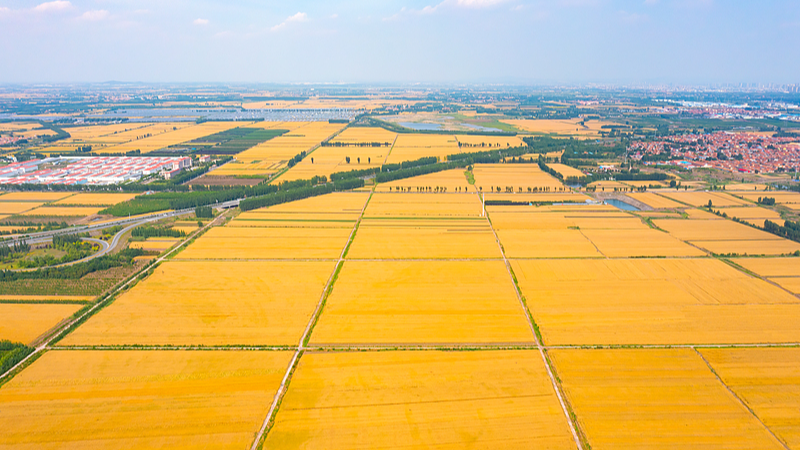 Joie de la Récolte : le 8e Festival des Agriculteurs Chinois met en avant l’abondance Joie de la Récolte : le 8e Festival des Agriculteurs Chinois met en avant l'abondance video poster