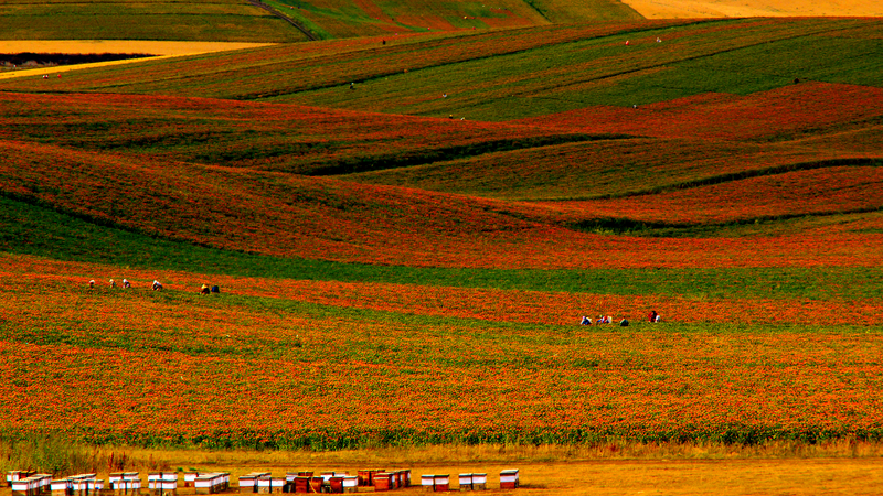 L_essor_du_carthame_au_Xinjiang_alimente_la_renaissance_rurale