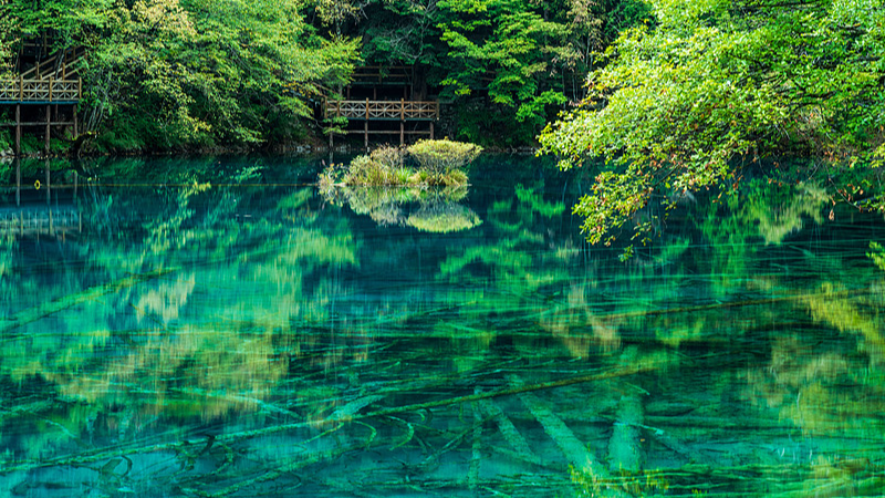Lac Cinq-Fleurs : Le Lutin des Couleurs de Jiuzhaigou Lac_Cinq_Fleurs___Le_Lutin_des_Couleurs_de_Jiuzhaigou video poster