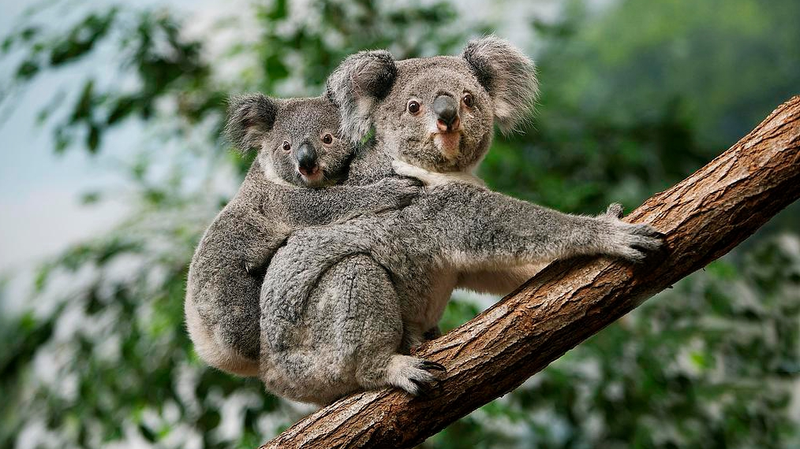 Le premier vaccin d’Australie pour sauver les koalas de la chlamydia Le_premier_vaccin_d_Australie_pour_sauver_les_koalas_de_la_chlamydia