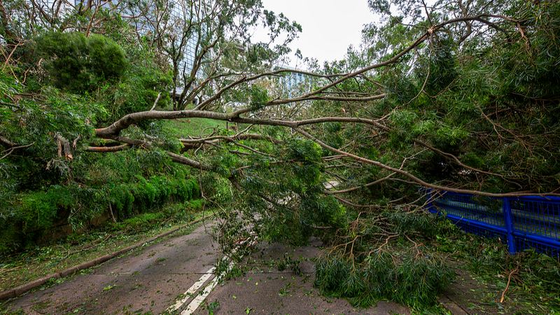 Le_typhon_Ragasa_frappera_le_Guangdong_avec_de_fortes_pluies video poster