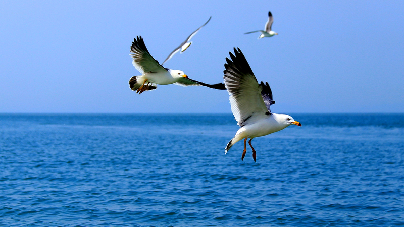 La technologie rencontre la tradition : protéger les oiseaux migrateurs sur l’île Gaoshan La technologie rencontre la tradition : protéger les oiseaux migrateurs sur l'île Gaoshan
