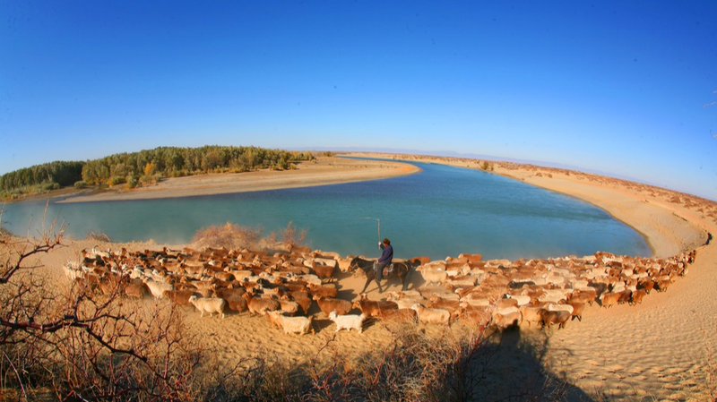 Des éleveurs déplacent 200 000 animaux vers les pâturages d'hiver du Xinjiang