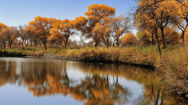 Automne doré au parc national Jinhuyang, Kashi Automne doré au parc national Jinhuyang, Kashi