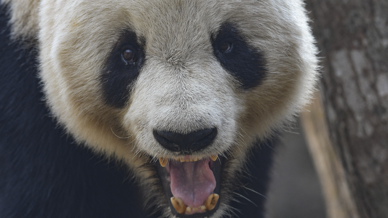 Village Panda : Un Modèle de Conservation Écologique en Action Village Panda : Un Modèle de Conservation Écologique en Action