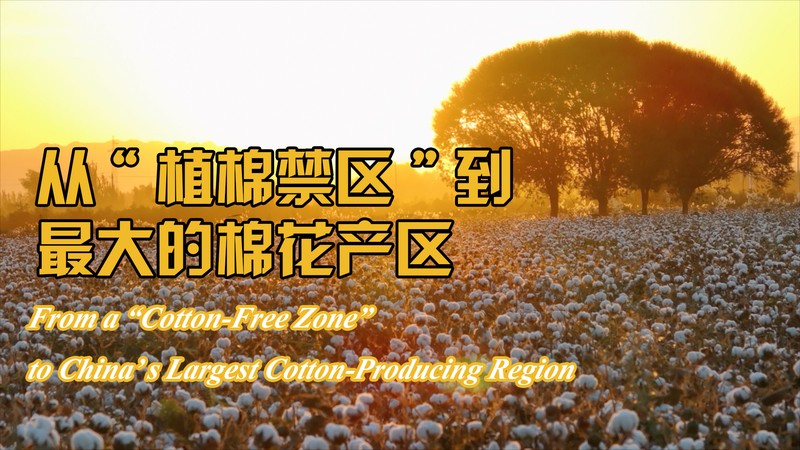 La montée du Xinjiang : D’une « zone sans coton » à une ceinture cotonnière en 50 ans La montée du Xinjiang : D'une « zone sans coton » à une ceinture cotonnière en 50 ans video poster