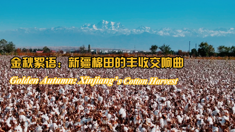 Automne Doré : Récolte de Coton au Xinjiang Automne Doré : Récolte de Coton au Xinjiang video poster