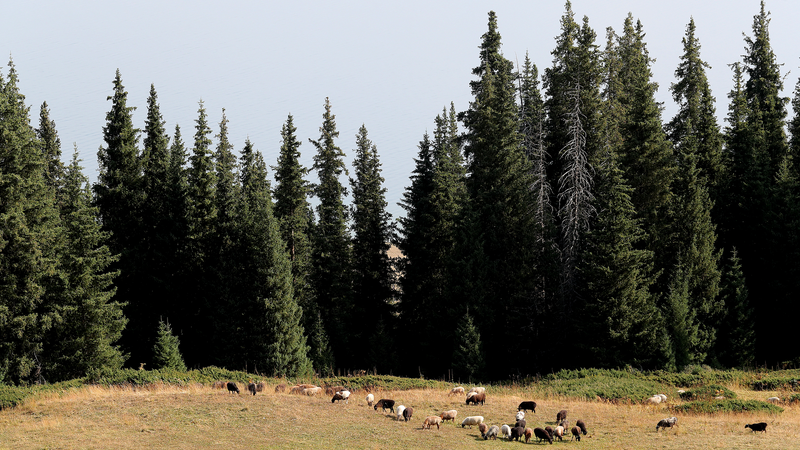 Merveille brumeuse à Songshutou : une vue envoûtante du lac Sayram video poster