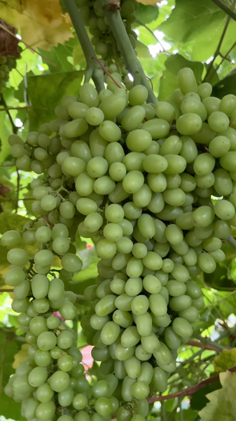 La magie de la chaleur de Turpan : créer les raisins les plus sucrés de Chine La magie de la chaleur de Turpan : créer les raisins les plus sucrés de Chine video poster