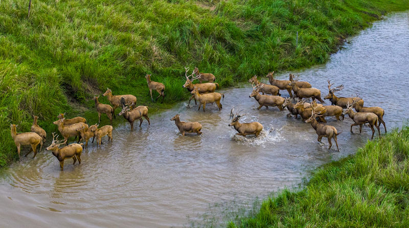 Le cerf du Père David prospère dans les zones humides du Jiangsu Le cerf du Père David prospère dans les zones humides du Jiangsu