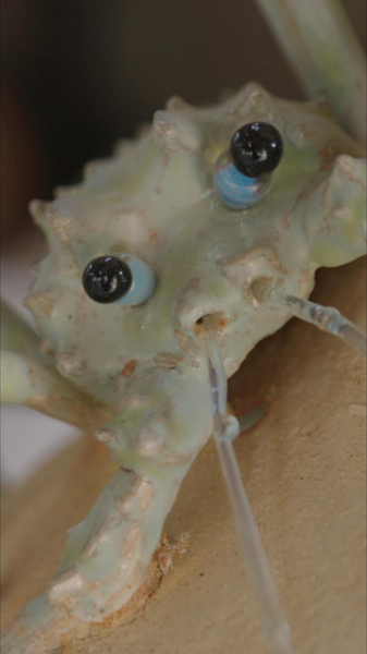 Des profondeurs de l’océan à l’art : Les créatures marines en céramique de Megan White Des profondeurs de l'océan à l'art : Les créatures marines en céramique de Megan White video poster