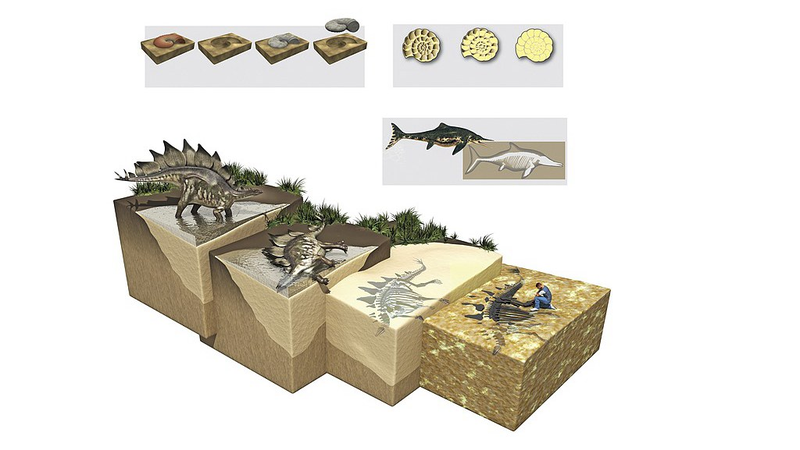 Les excréments fossiles révèlent les secrets de la vie vieille de 300 millions d'années
