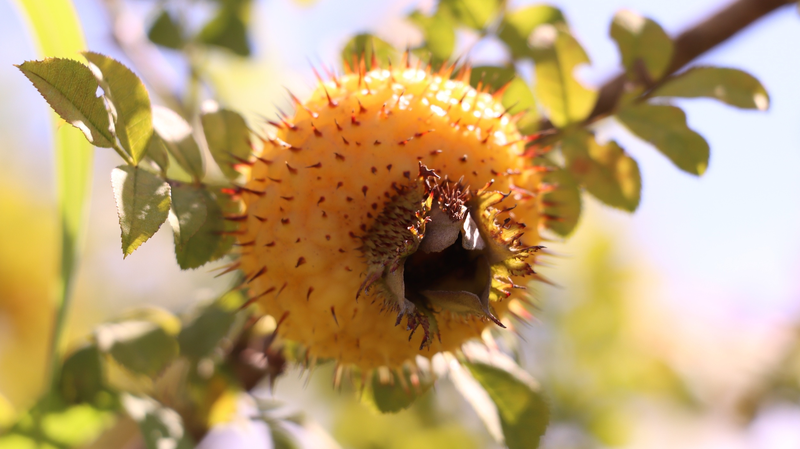 Le ‘Fruit Doré’ Épineux Stimule la Prospérité dans le Guizhou Rural Le 'Fruit Doré' Épineux Stimule la Prospérité dans le Guizhou Rural video poster