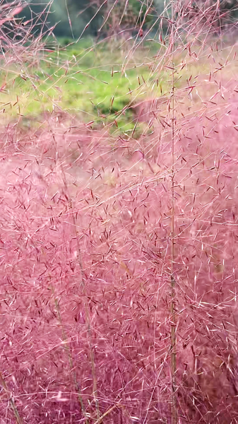 Herbe rose rêveuse Muhly au Palais d'Été de Pékin video poster