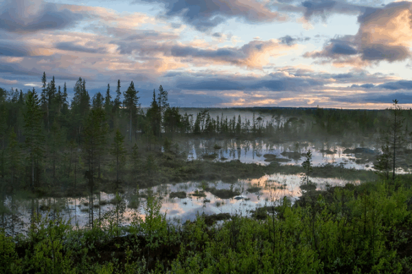 La Russie lance son premier projet forêt-climat dans son Arctique La Russie lance son premier projet forêt-climat dans son Arctique