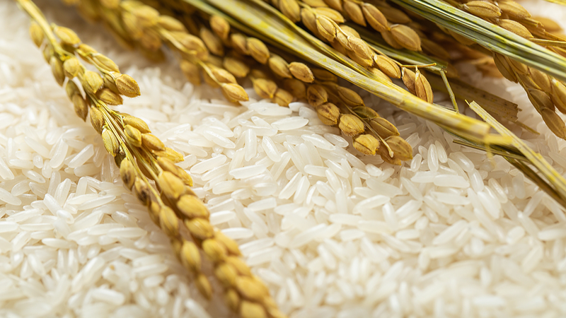 La révolution du riz au Tchad : la technologie chinoise renforce la sécurité alimentaire La révolution du riz au Tchad : la technologie chinoise renforce la sécurité alimentaire