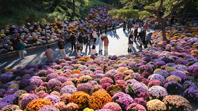 Fleurs d’automne : les chrysanthèmes transforment le parc Ritan, Pékin Fleurs d'automne : les chrysanthèmes transforment le parc Ritan, Pékin