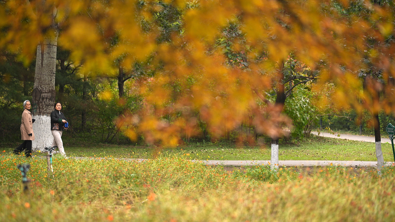 Automne coloré à Pékin : Plongez dans la saison Automne coloré à Pékin : Plongez dans la saison video poster