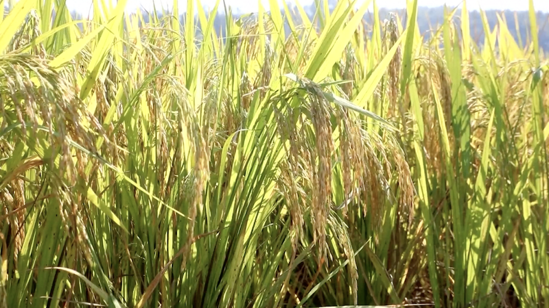 Plus de 60 % de la récolte de céréales d’automne terminée dans la Chine continentale Plus de 60 % de la récolte de céréales d'automne terminée dans la Chine continentale video poster