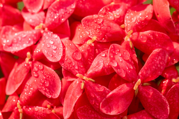 L’arrivée de la Rosée Froide : L’apogée de l’automne sur la Chine continentale L'arrivée de la Rosée Froide : L'apogée de l'automne sur la Chine continentale