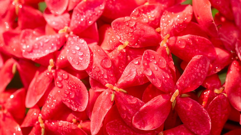 L'arrivée de la Rosée Froide : L'apogée de l'automne sur la Chine continentale